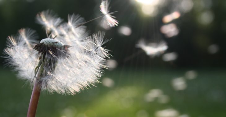 In 5 Schritten zur erfolgreichen Content Seeding Strategie In 5 Schritten zur erfolgreichen Content Seeding Strategie